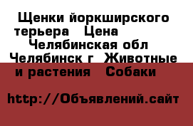 Щенки йоркширского терьера › Цена ­ 15 000 - Челябинская обл., Челябинск г. Животные и растения » Собаки   